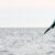 Wingfoil, Windsurfing, Kitesurfing: Kompleksowe Porównanie Trzech Dyscyplin Sportów Wodnych